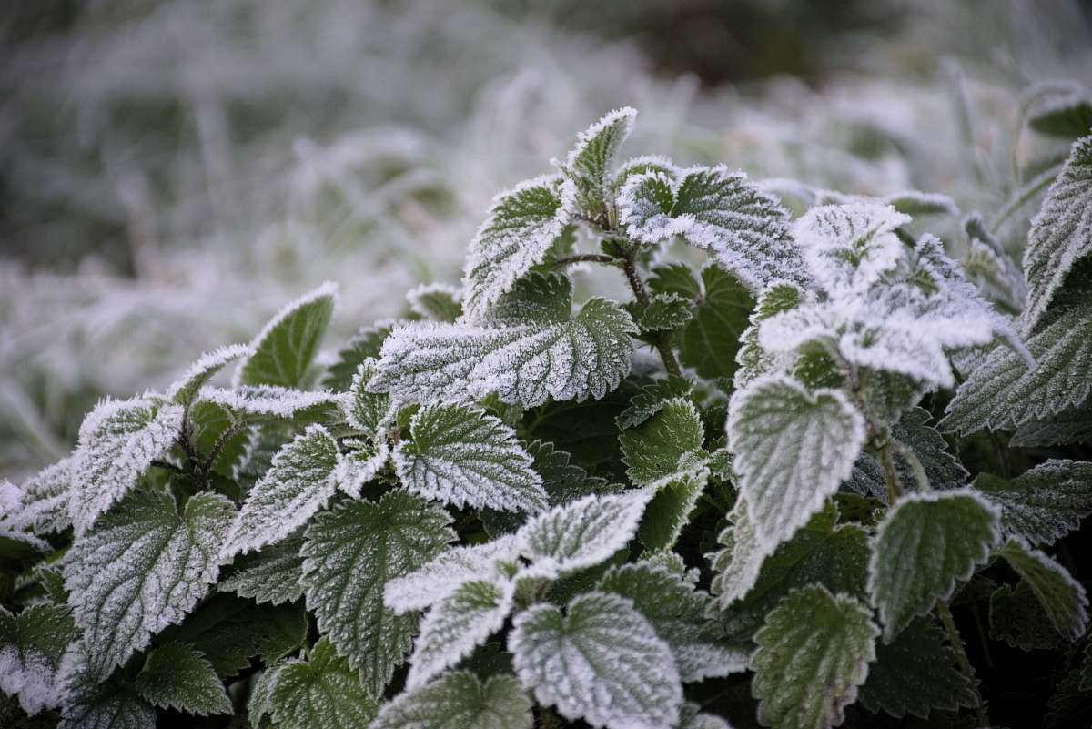 nature green leafed plants outdoors