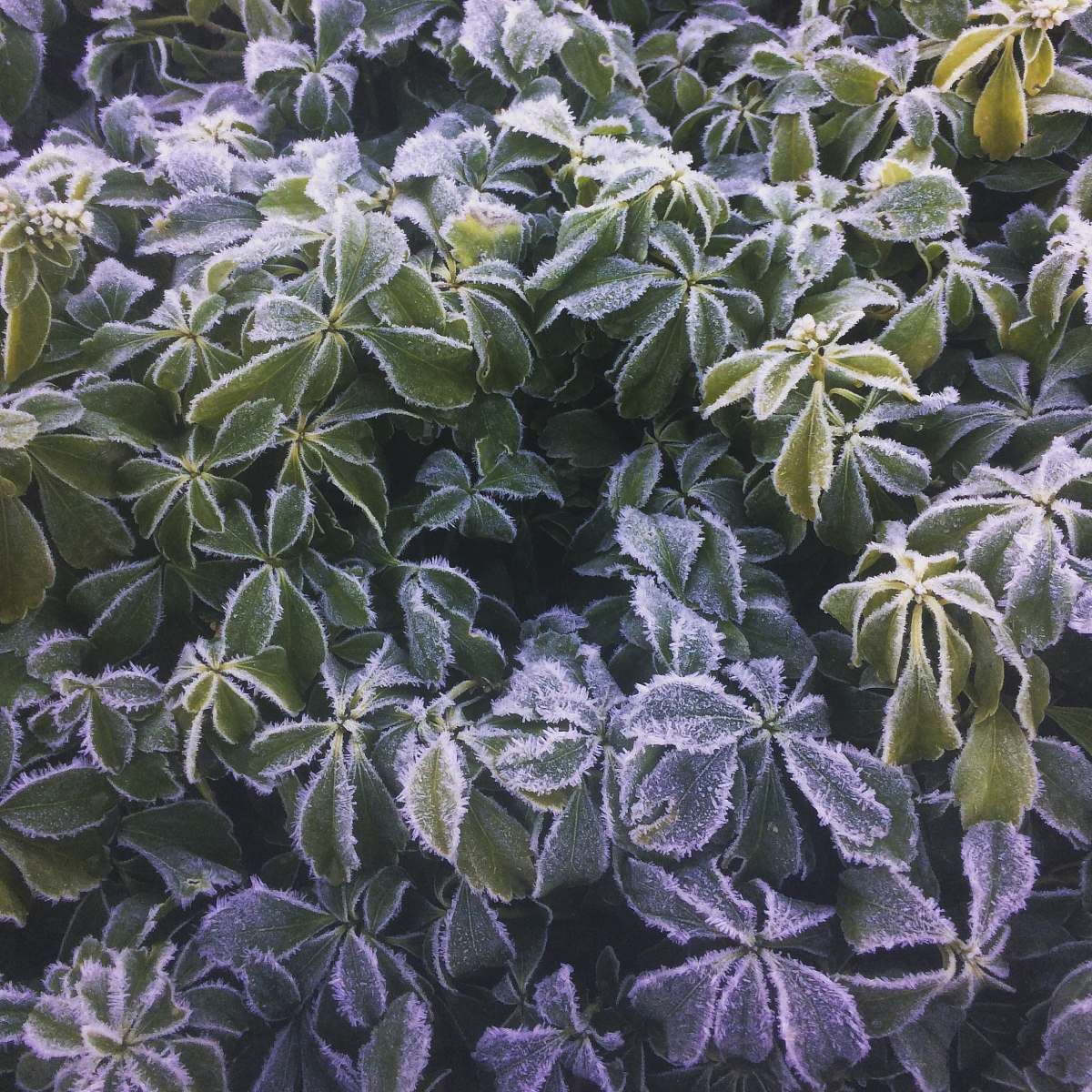 nature macro photography of green with white leaf plants outdoors