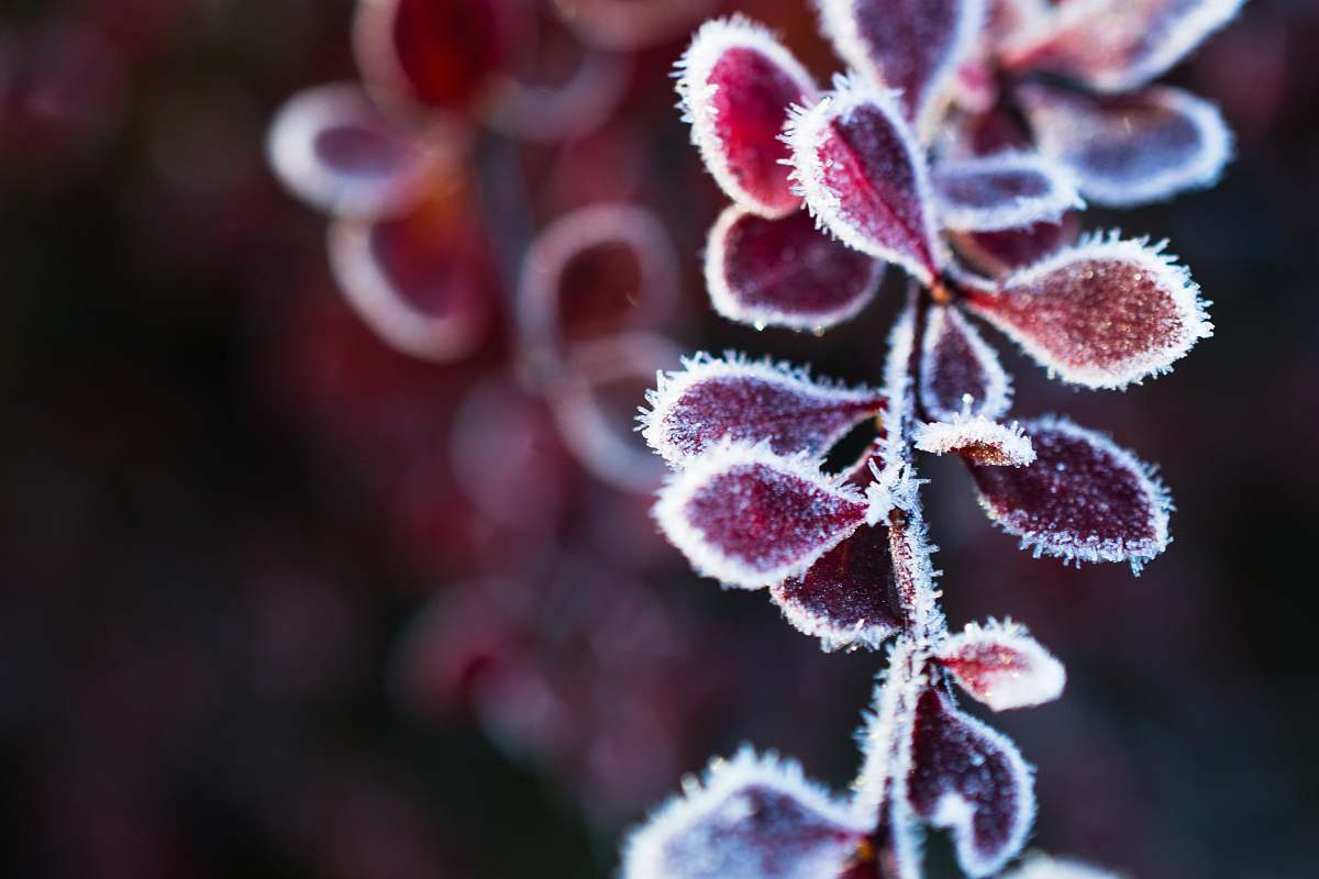 nature purple-leafed plant snow