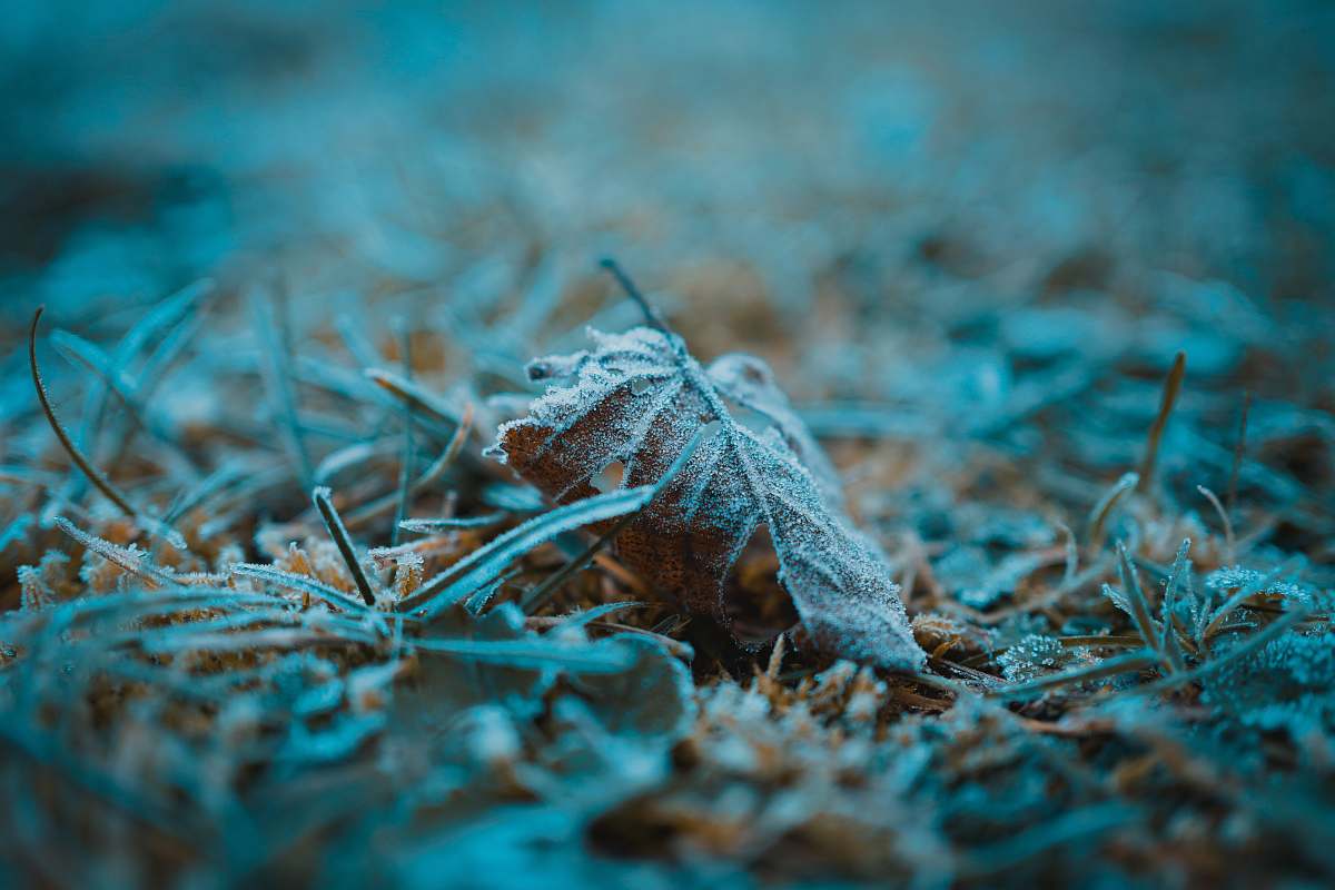 nature selective focus photography of fallen leaf outdoors