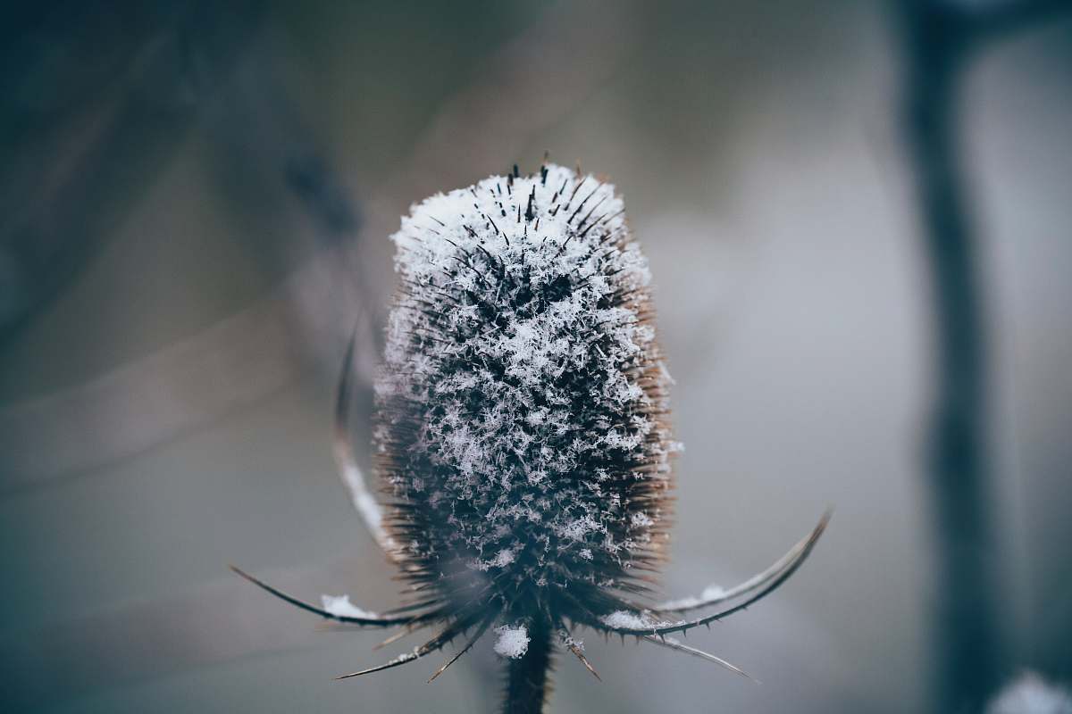 outdoors selective focus photography of flower nature
