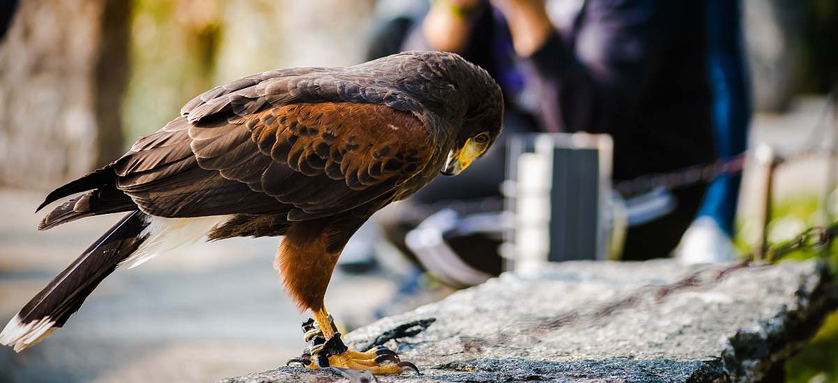 bird brown bird on gray concrete fence hawk