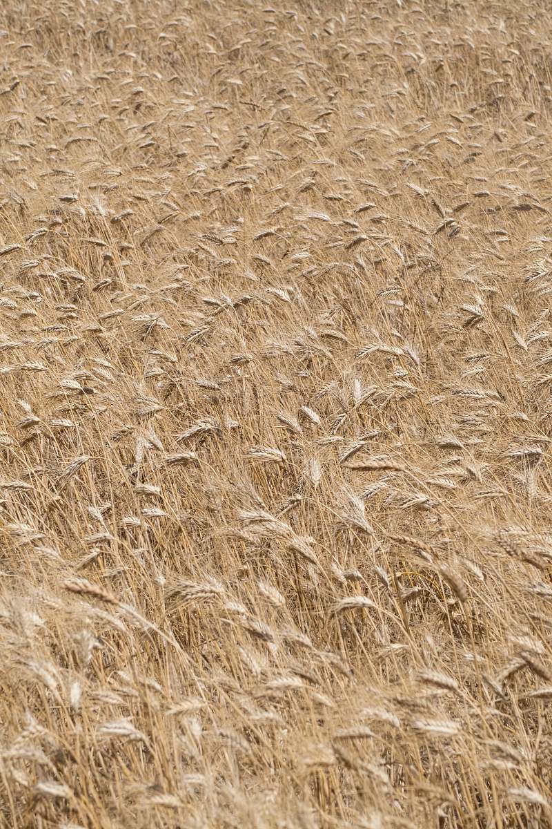 grain brown wheat fields wheat