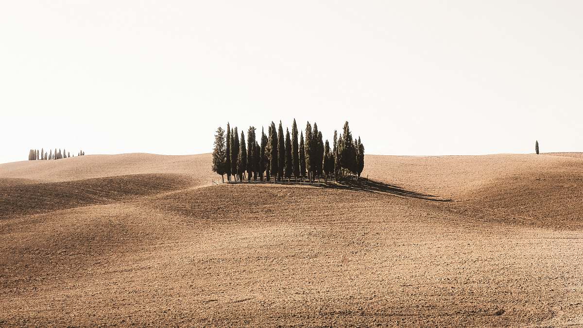 trees pine trees surrounded by brown field sand