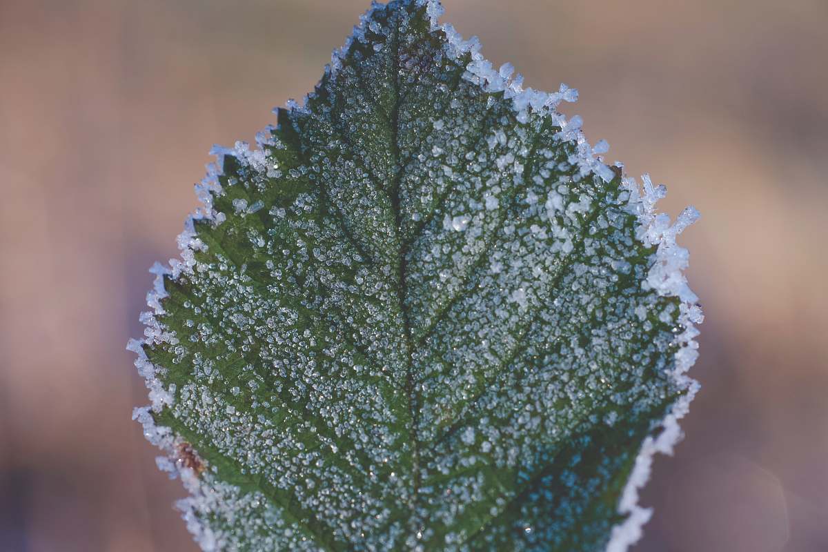 ice close-up photography of frozen leaf outdoors