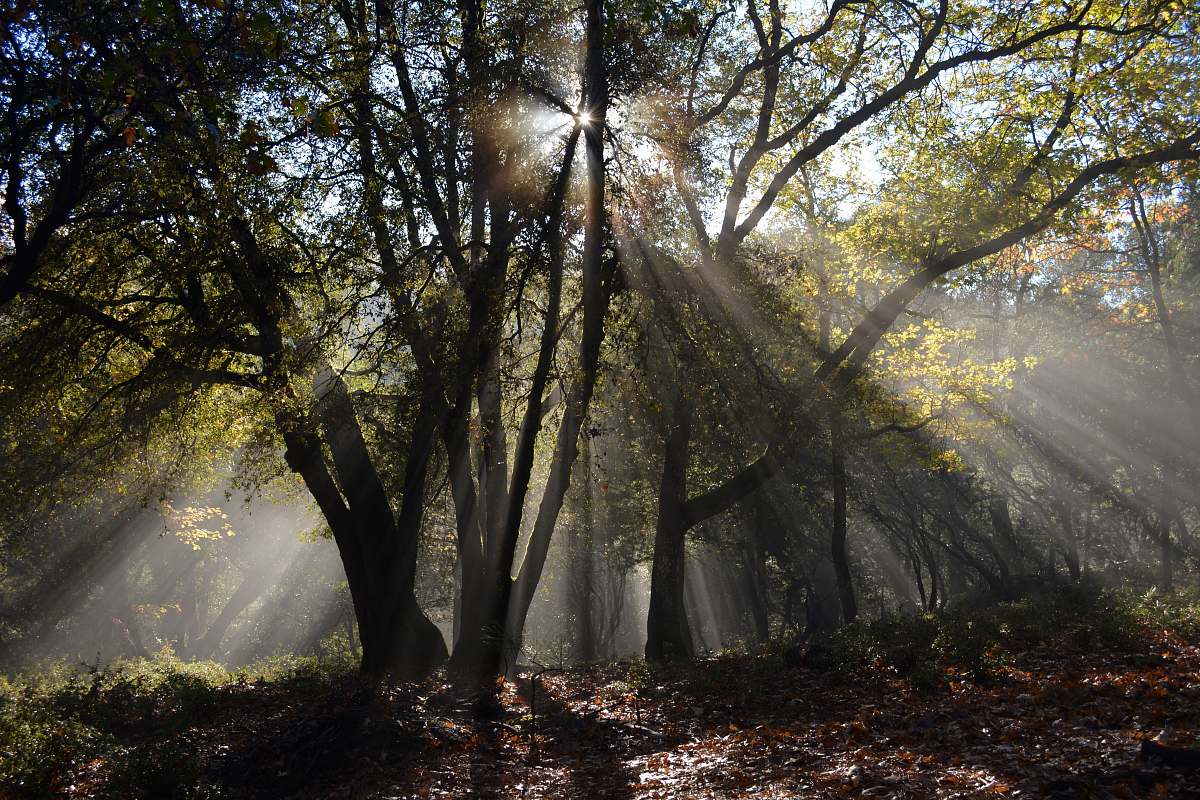 tree forest with yellow sunlight forest