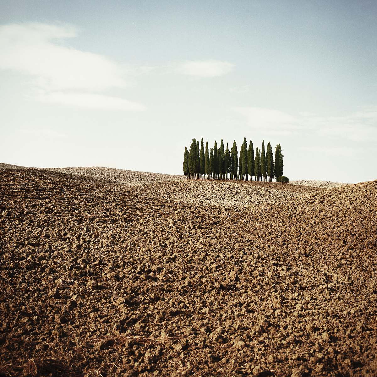 ground green trees under grey sky dirt road