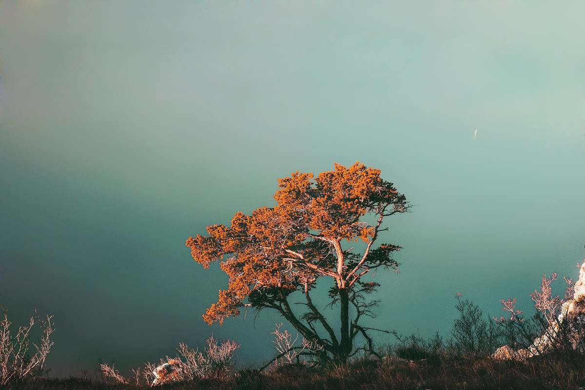 italy orange leaves tree tree