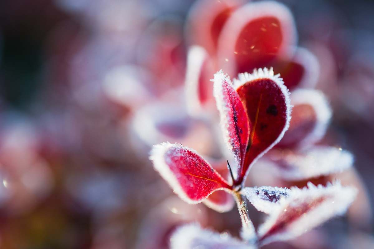 ice red-leaf plant outdoors