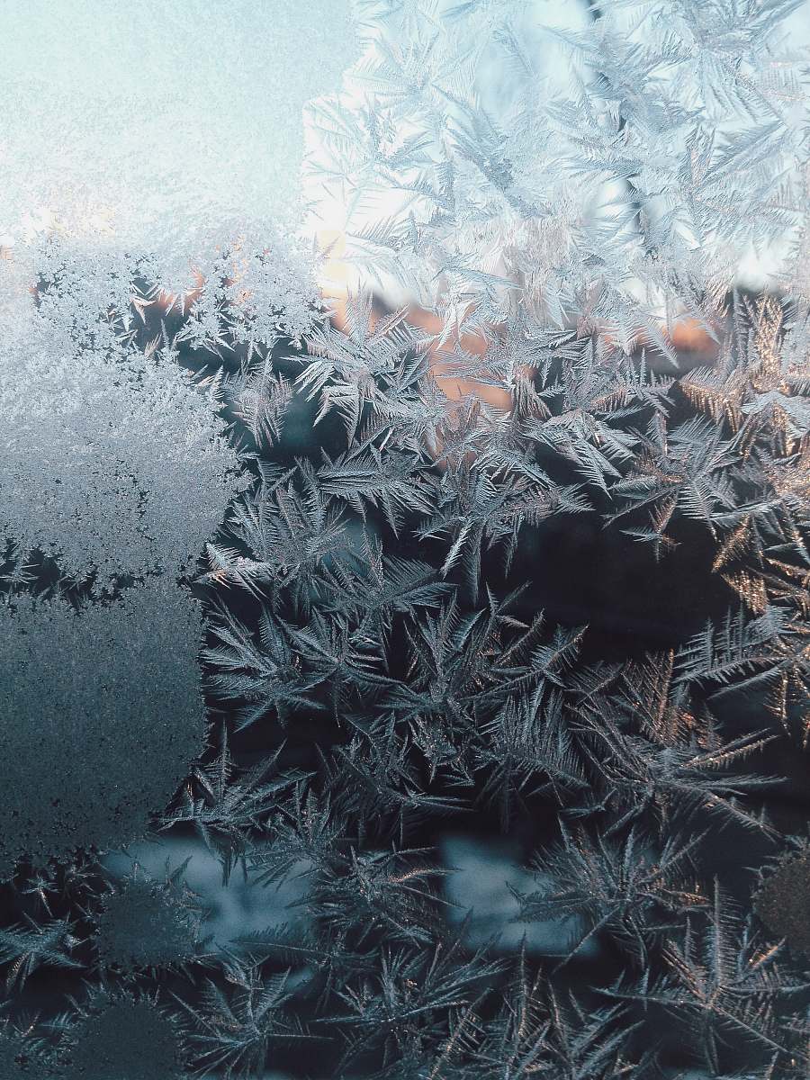 ice white leaves outdoors