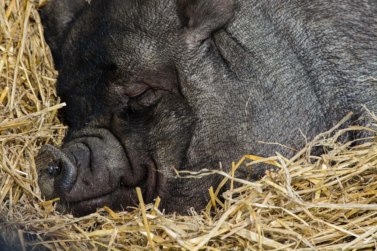 animal close up photography of black pig sleeping sleeping