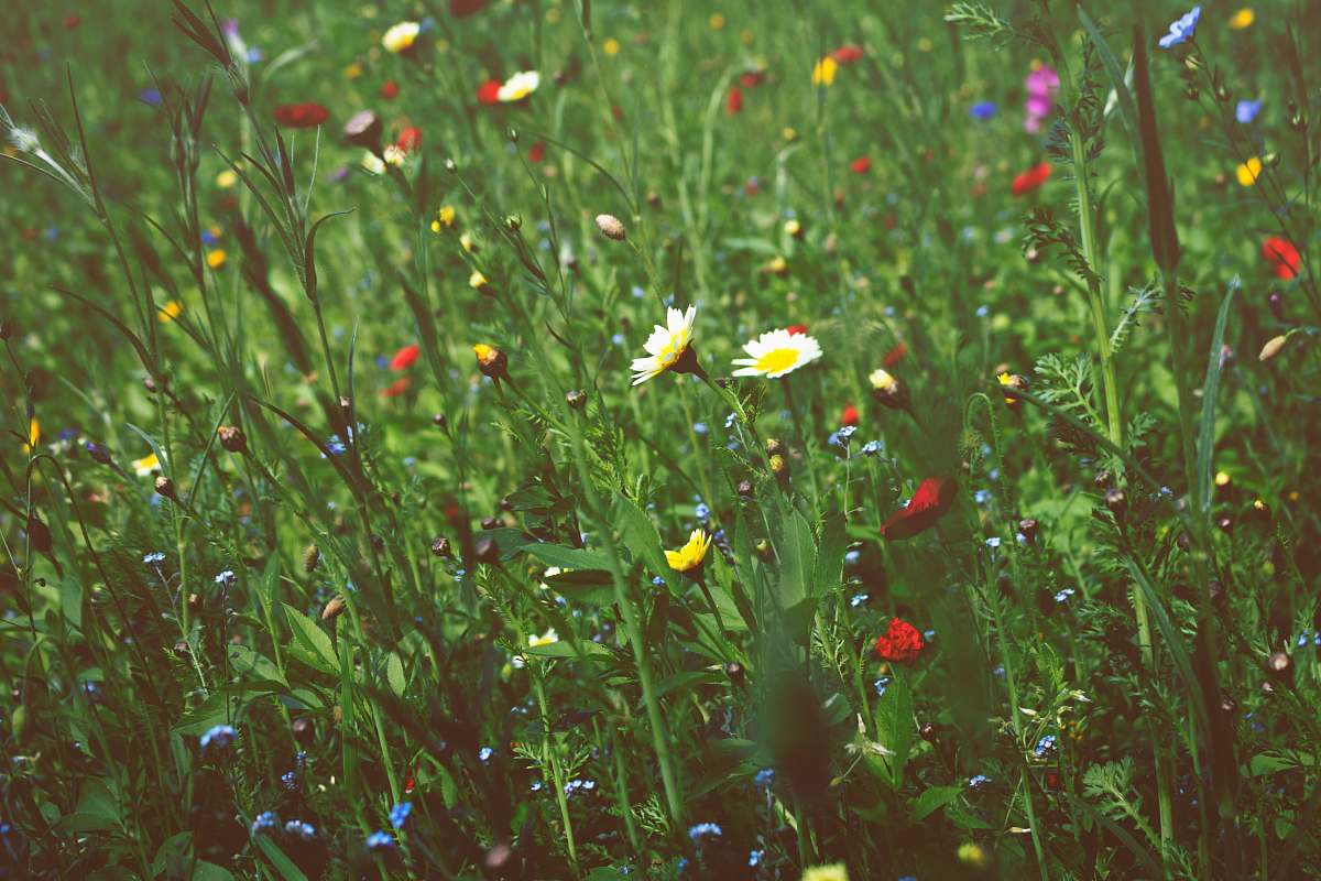 flower white daisy flowers grass
