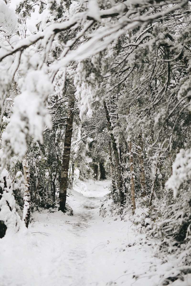 grey trees covered by snow new zealand