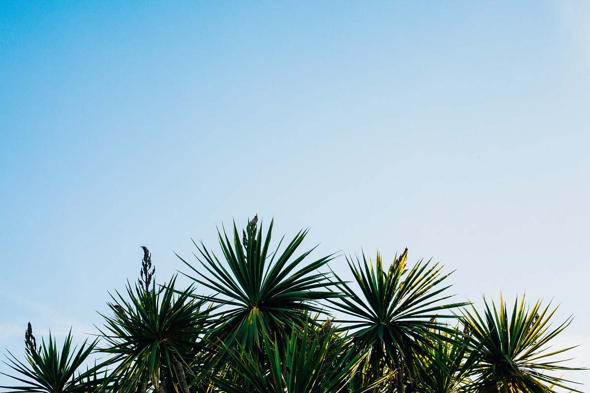 flora green leaf plants under clear sky plant
