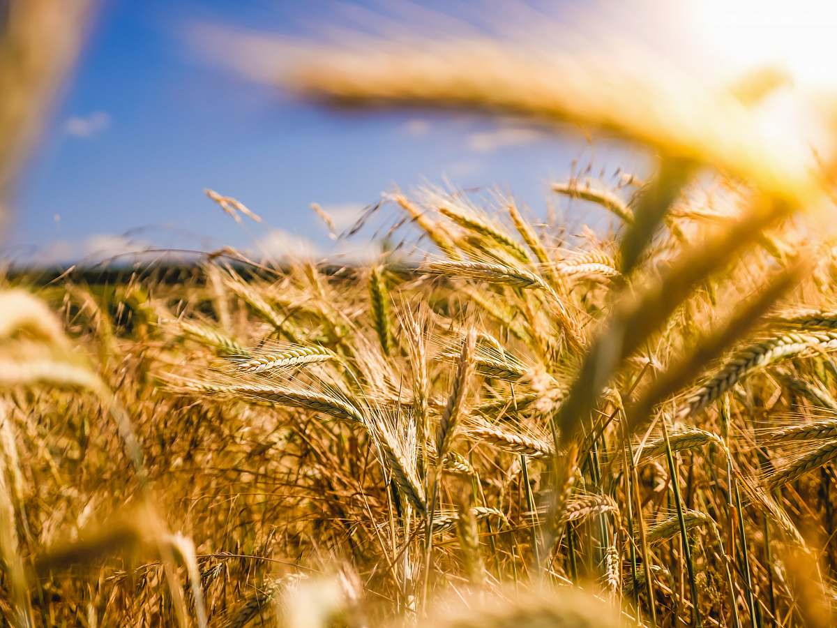 vegetable brown wheat field produce