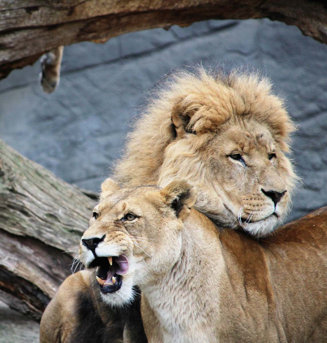 mammal two brown lions lion