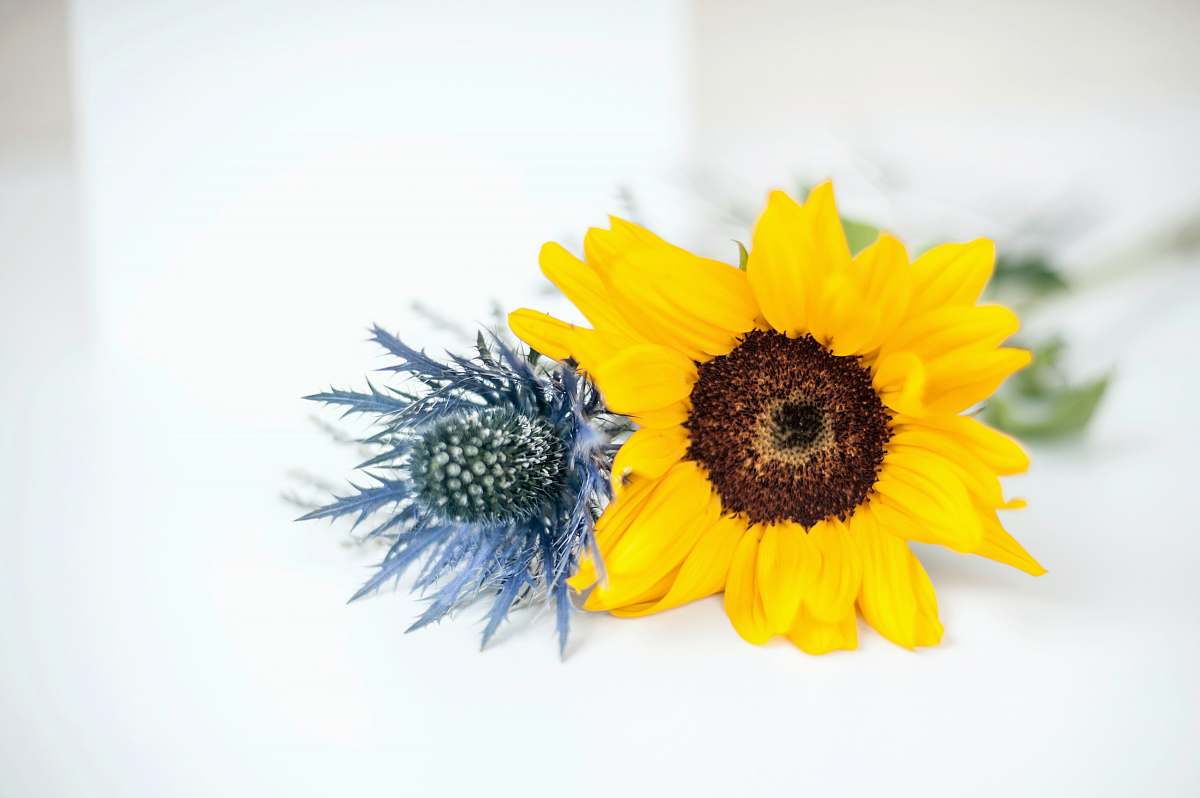  yellow sunflower in close up photography 