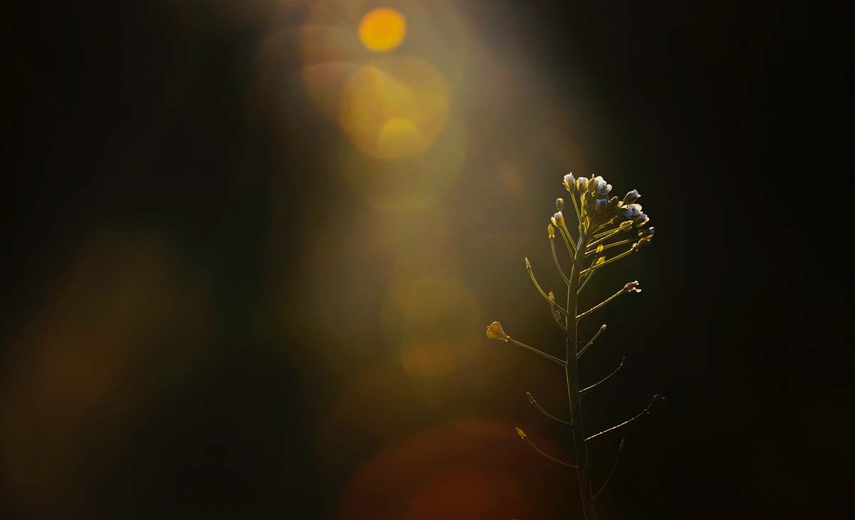 flower close-up photography of white petaled flower plant