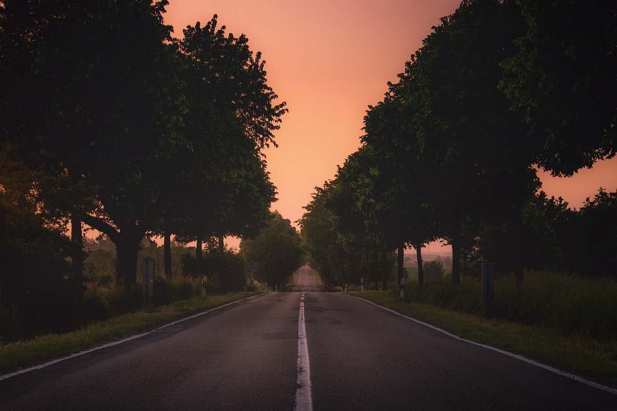 trees gray concrete roadway between green trees road