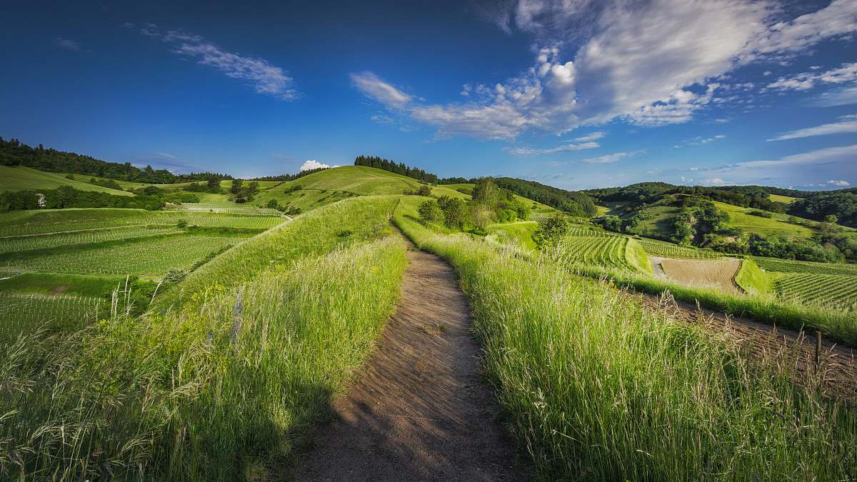 field photography of grass field grass