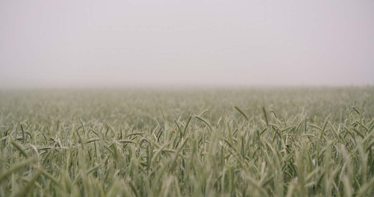 grass shift-tilt lens photograph of green field sky