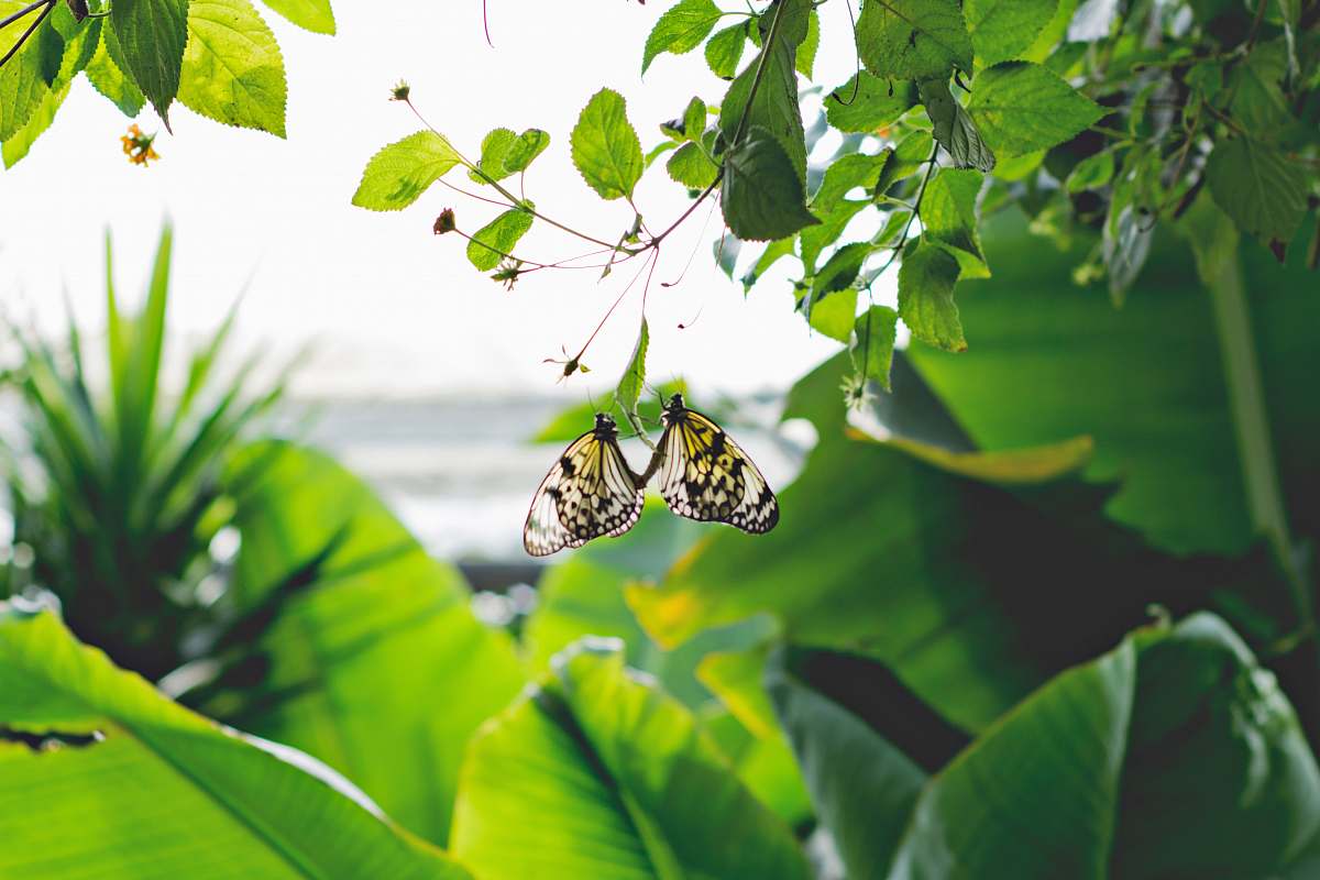 leaf  butterfly
