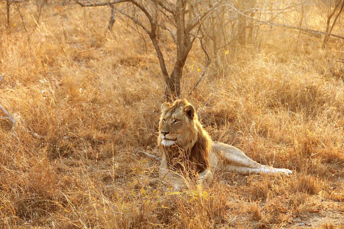  lion lying at the wild beside bare tree during day 