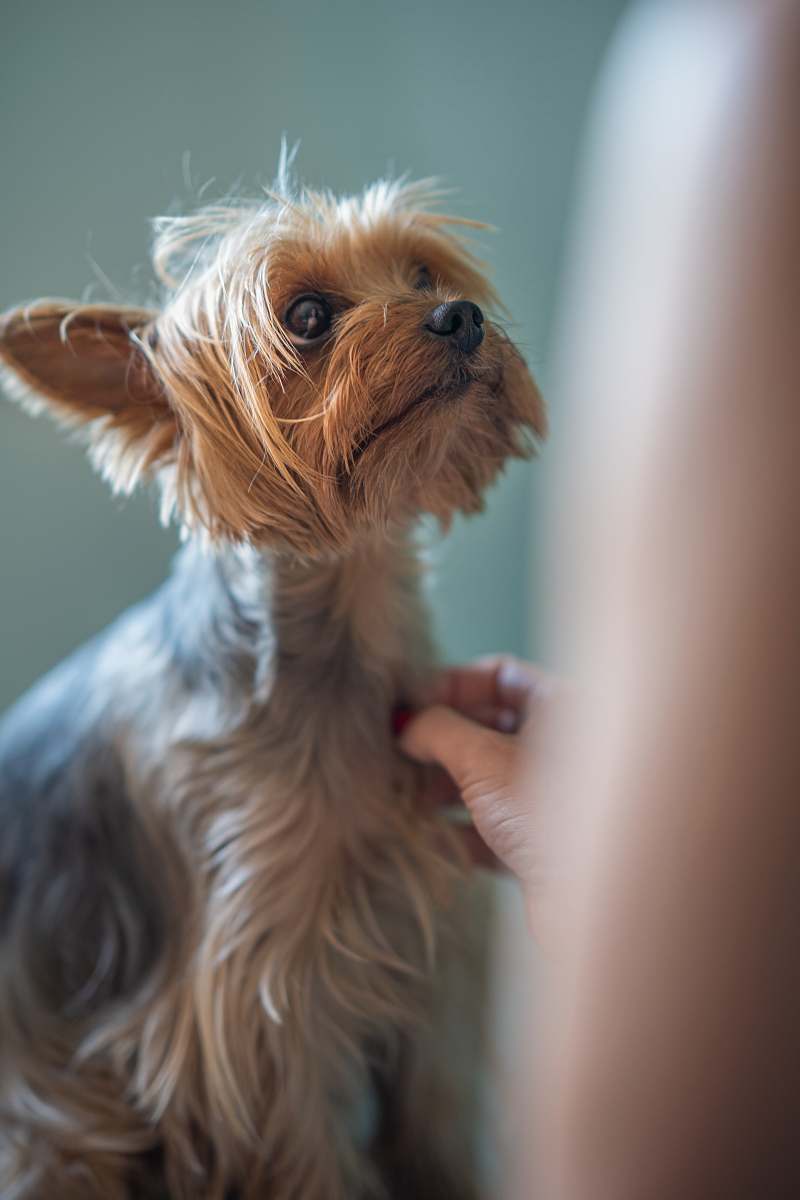 dog  canine