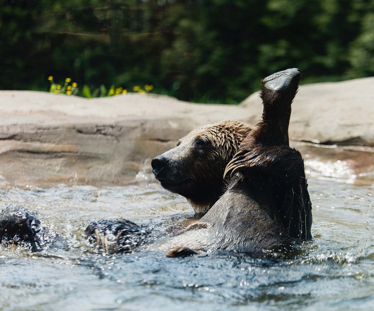swimming brown animal swimming on body of water bear