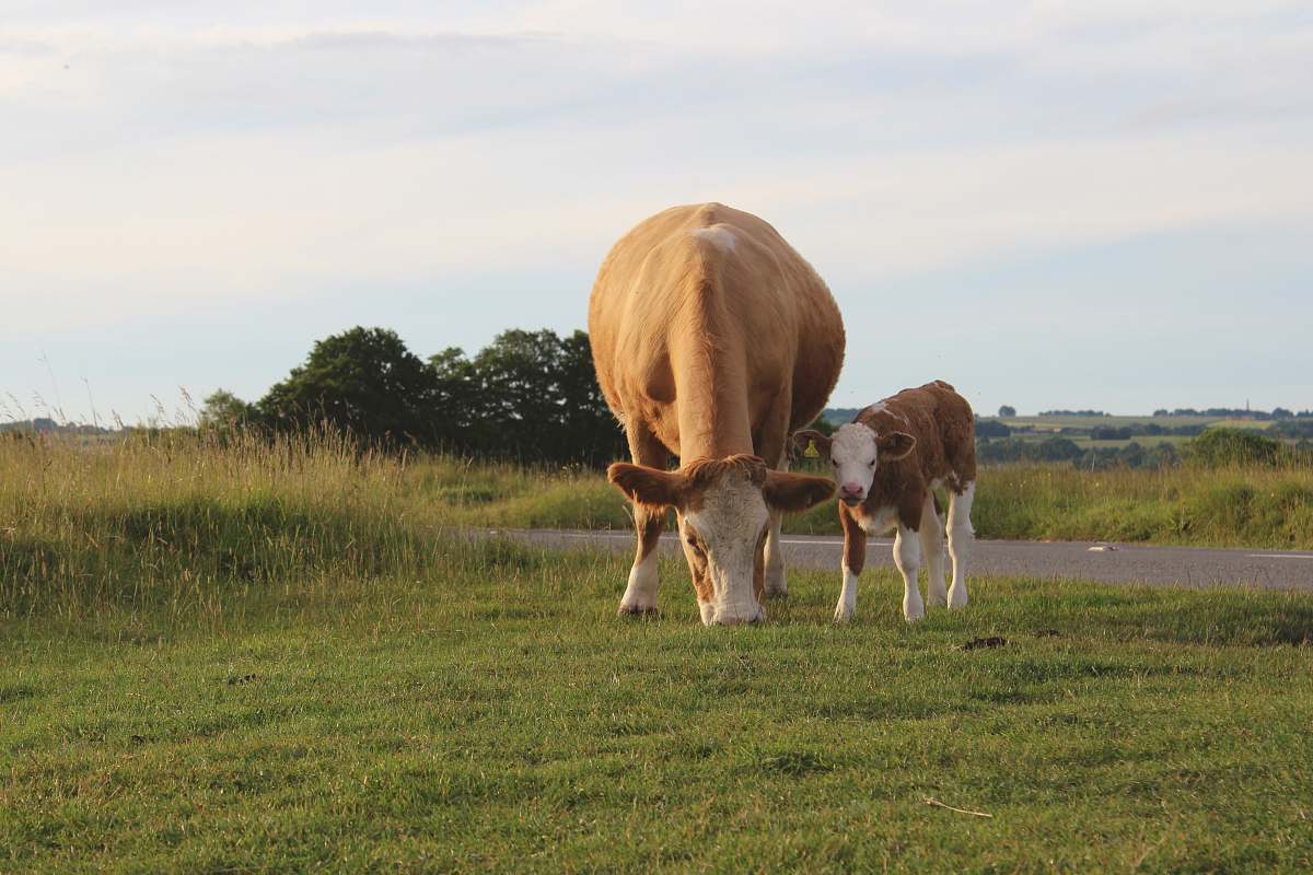cattle brown cattle eating grass cow