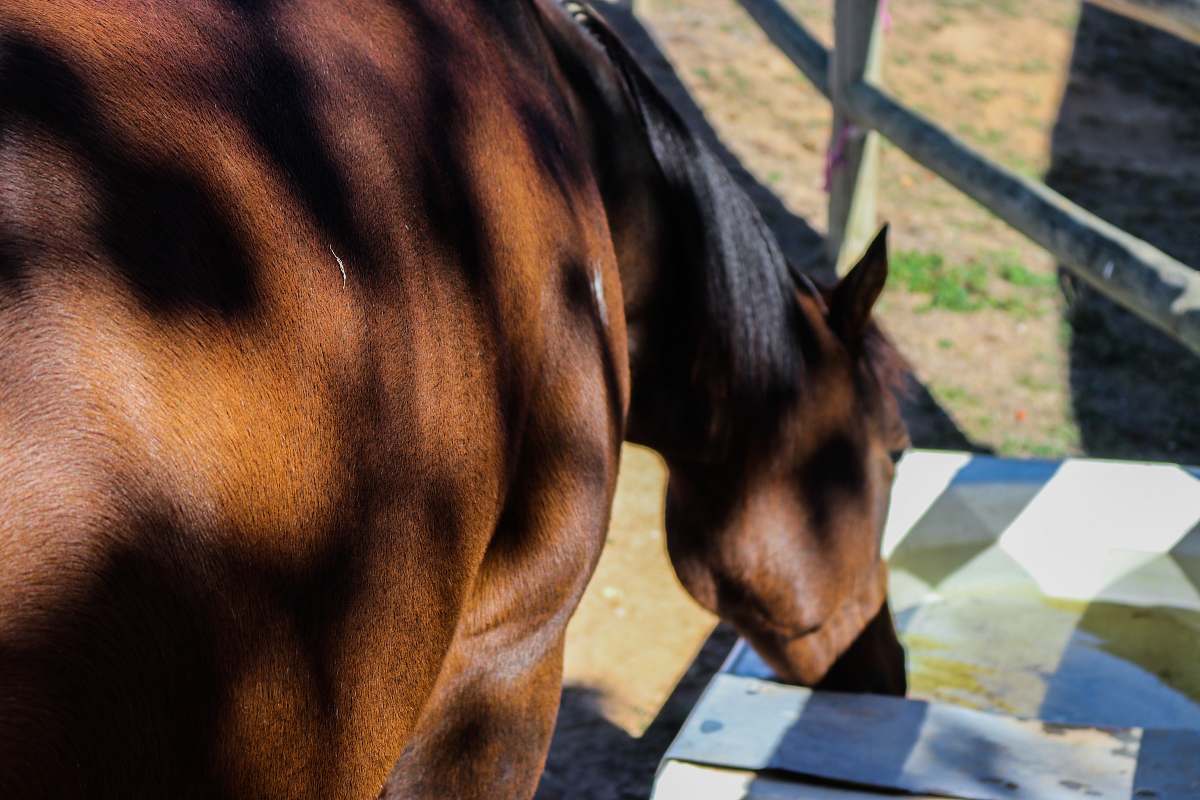 horse brown horse mammal