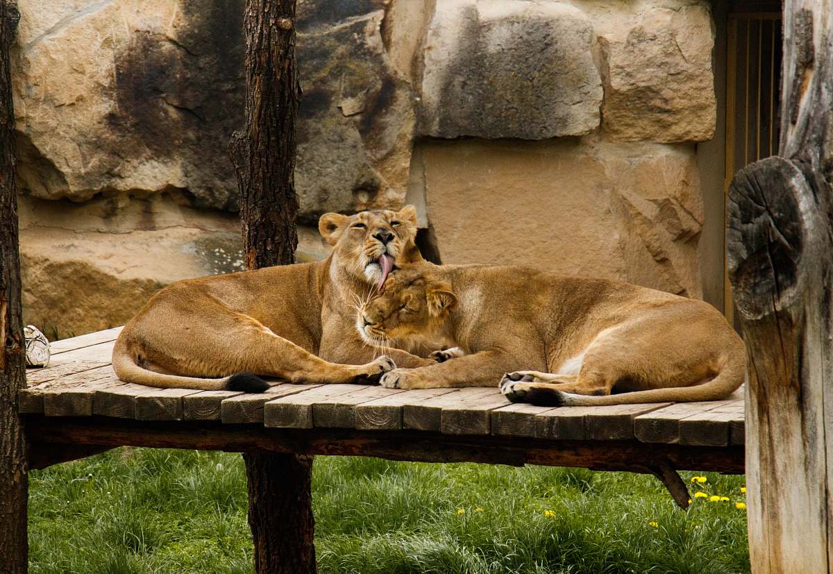 lion brown lion and lioness lying on brown wooden surface during daytime mammal