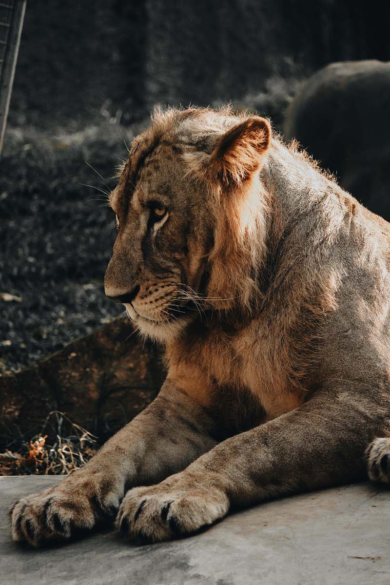 mammal brown lion lying on gray rock wildlife
