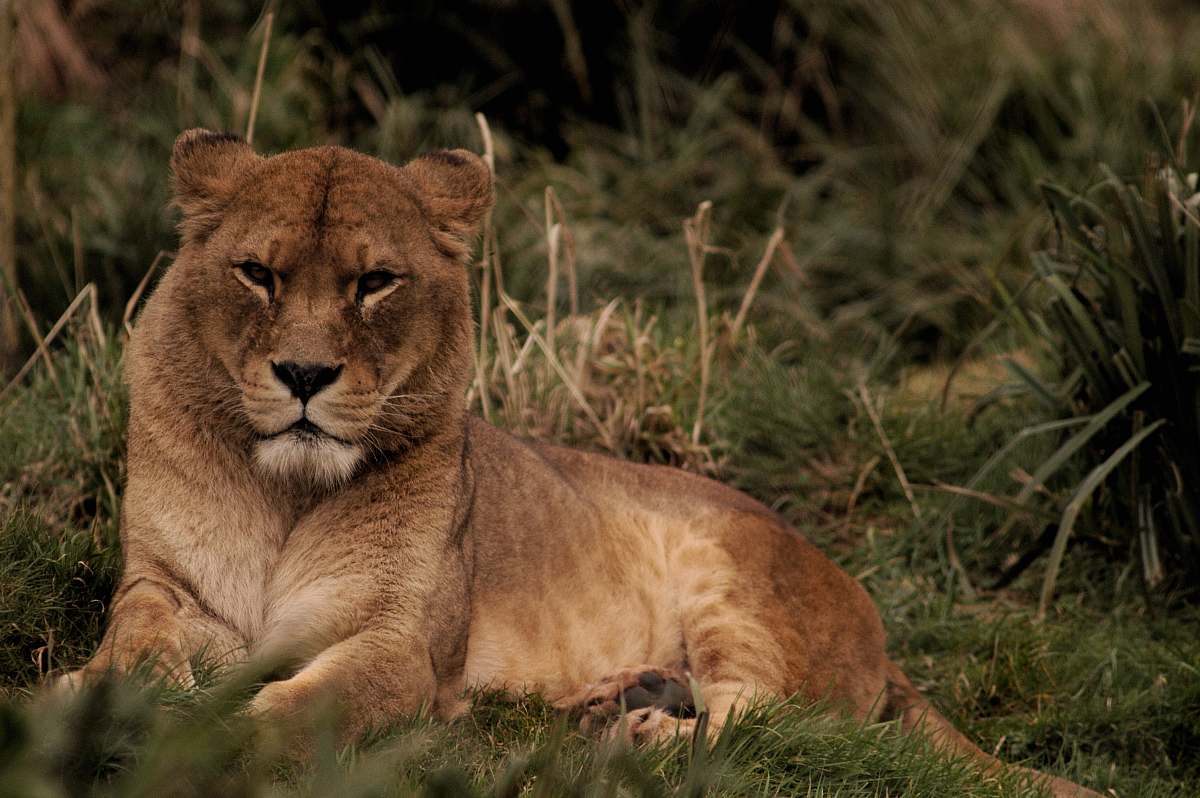 lion brown lion lying on green grass mammal