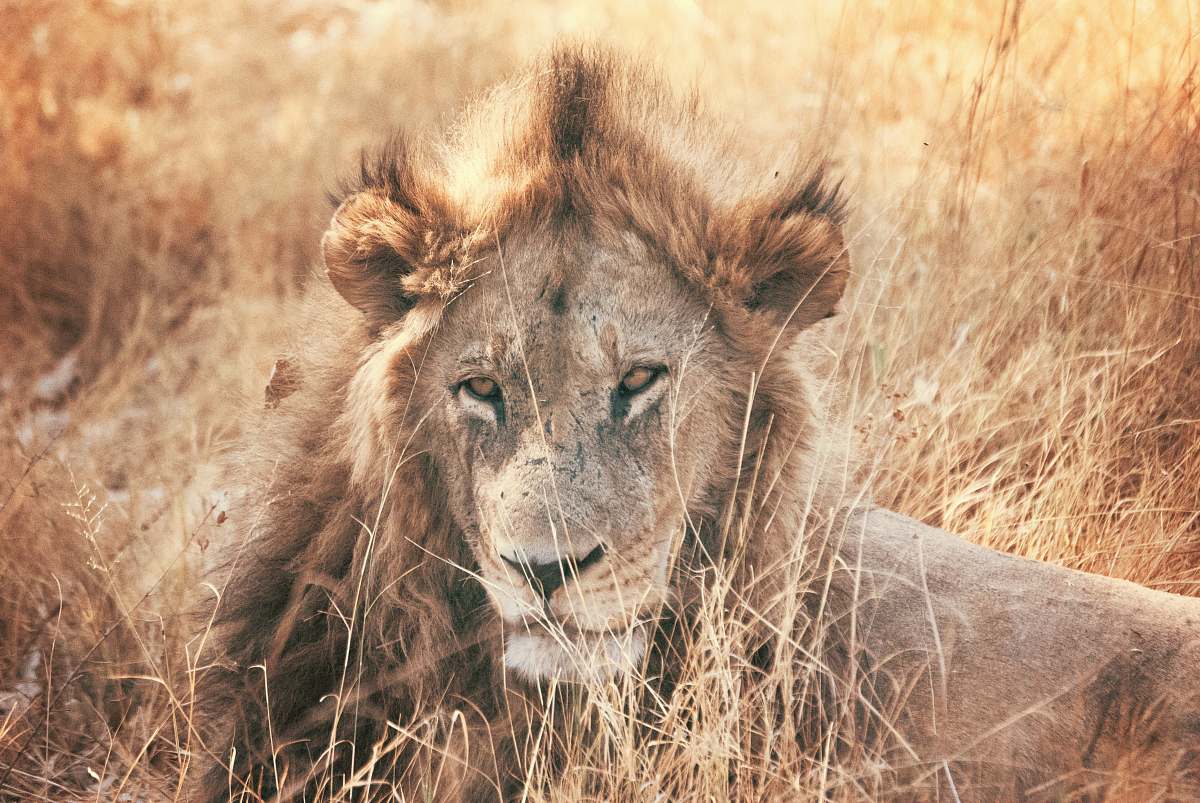 lion brown lion lying outdoor wildlife
