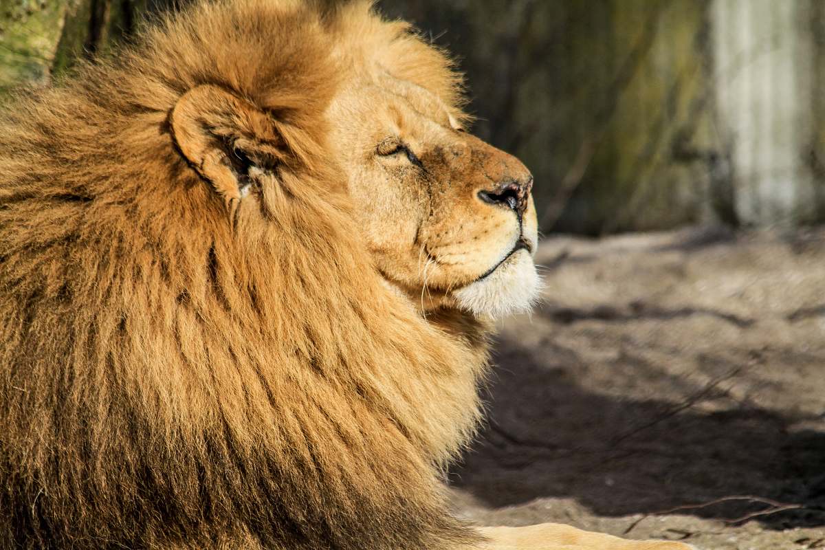 lion brown lion on prone position during daytime mammal