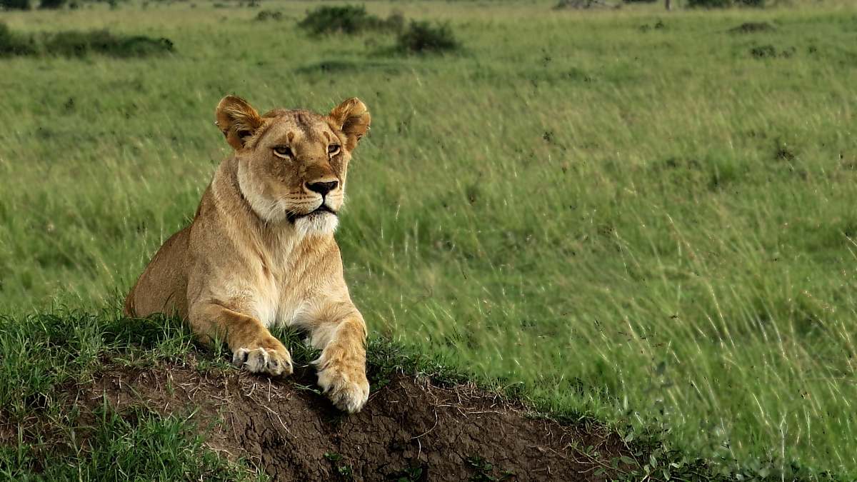mammal brown lion sitting on ground lion