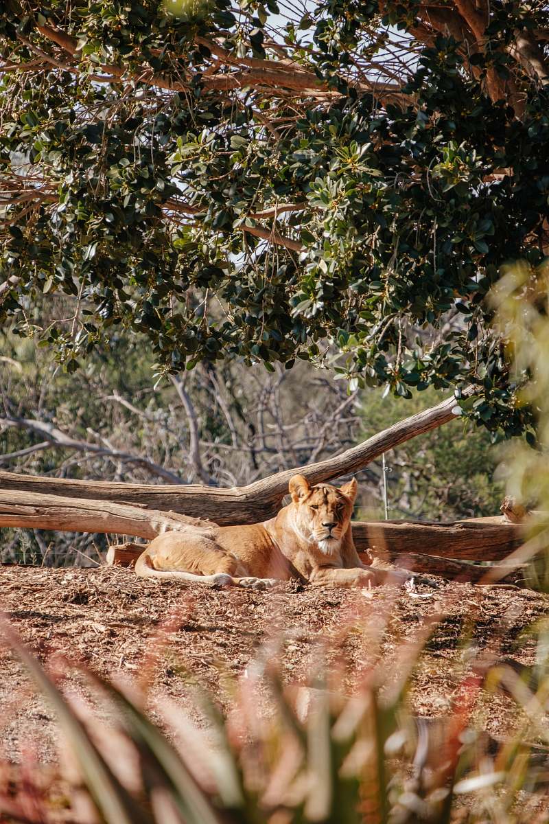 lion brown lioness lying near tree log mammal