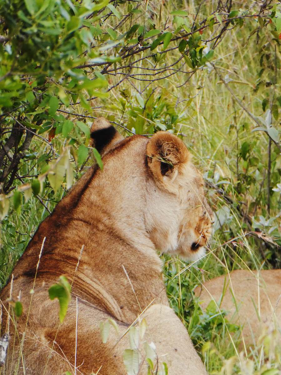 lion brown lioness lying on grass mammal