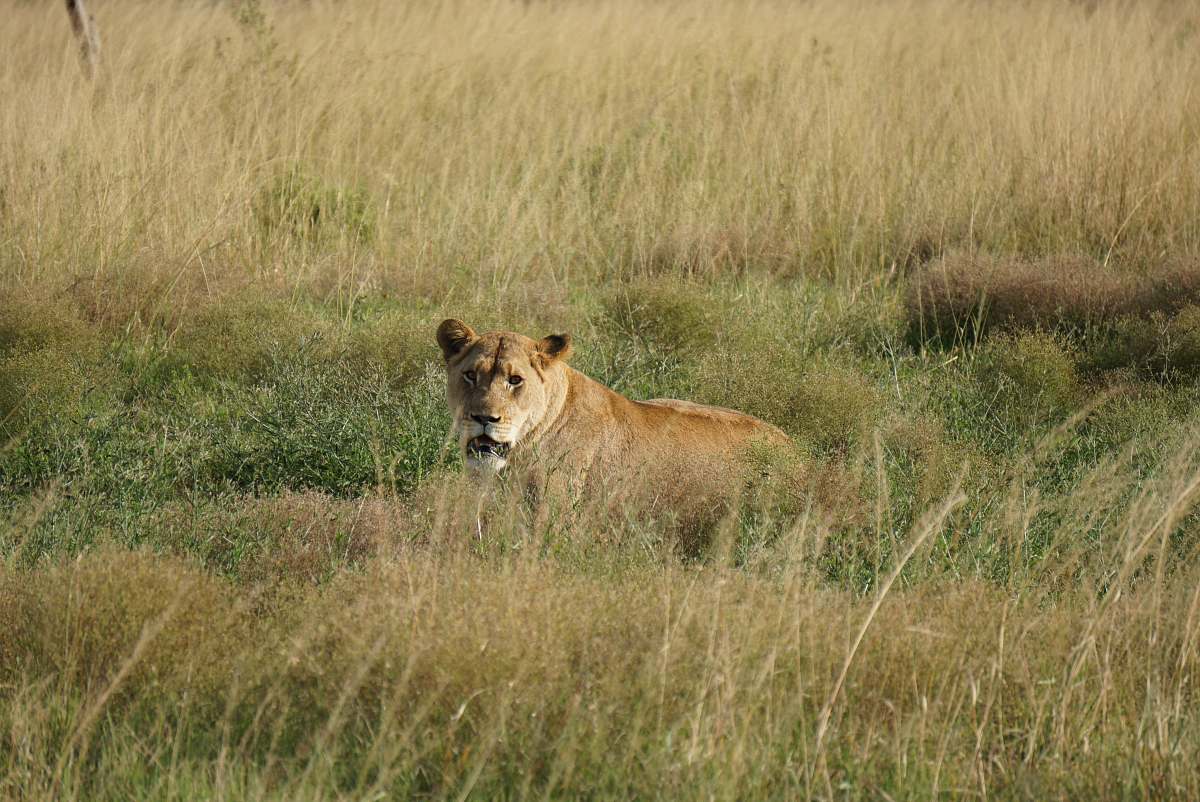 lion brown wild cat on grass field mammal