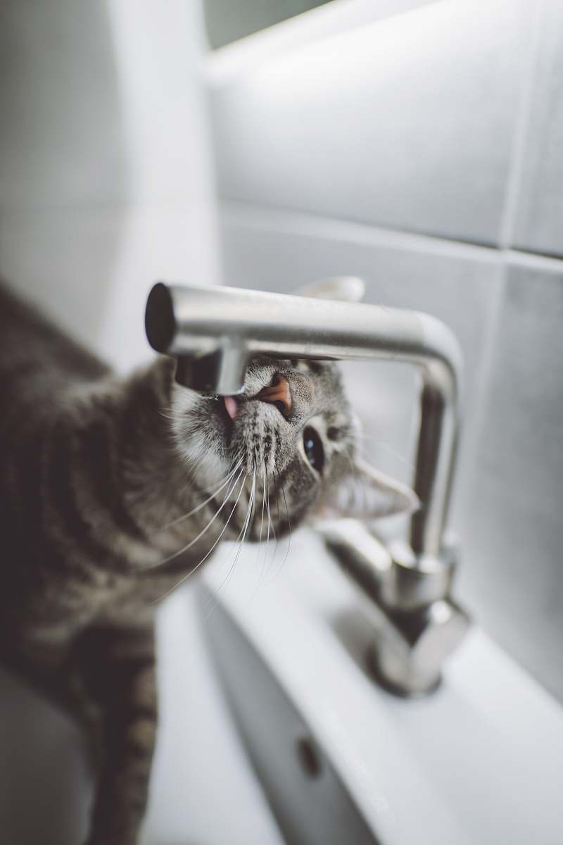 grey cat licking faucet in kitchen cat