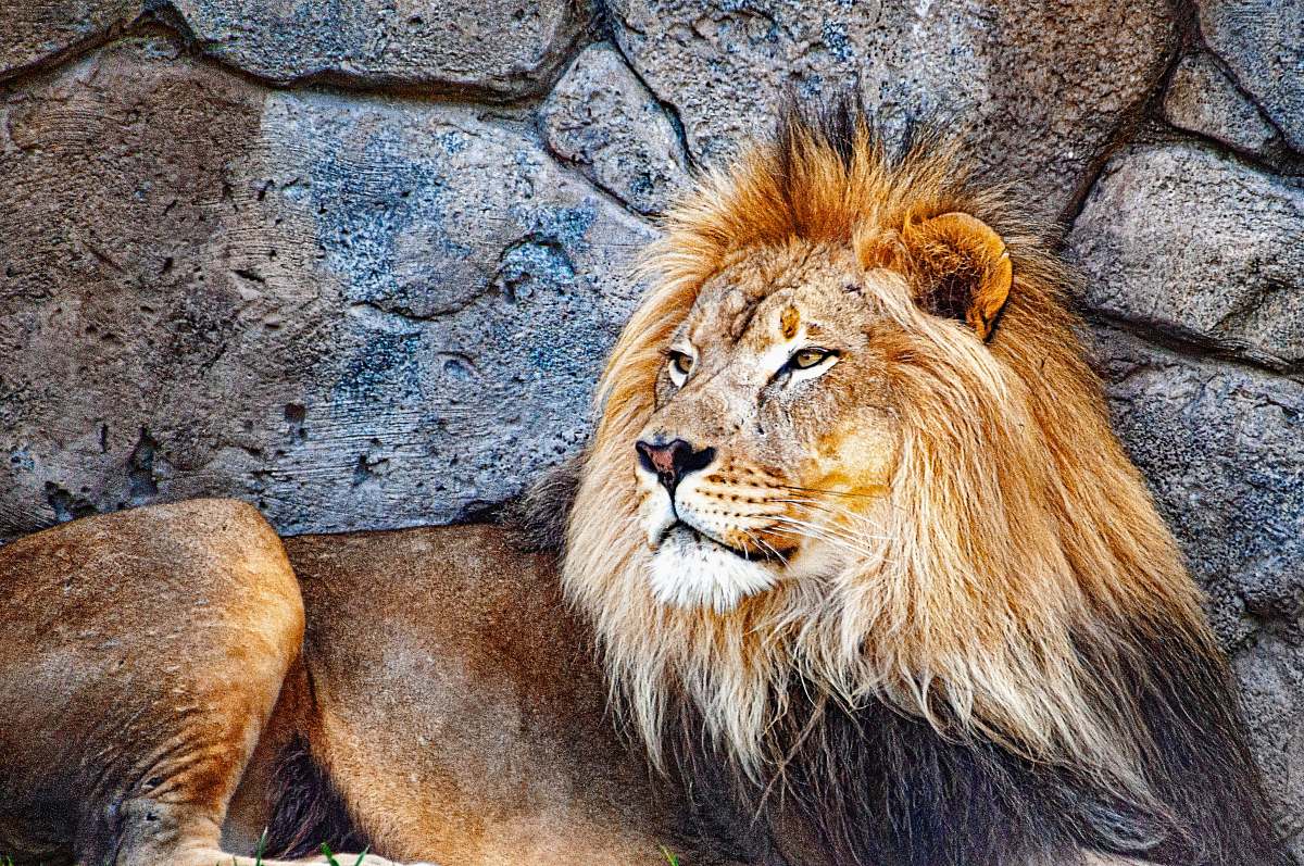 mammal close-up of lion wildlife