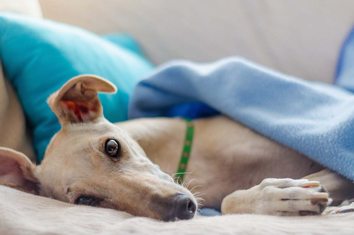 canine close-up photography of adult gray hound dog