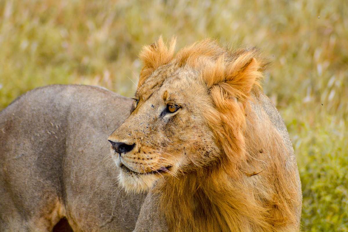 mammal close-up photography of brown lion wildlife