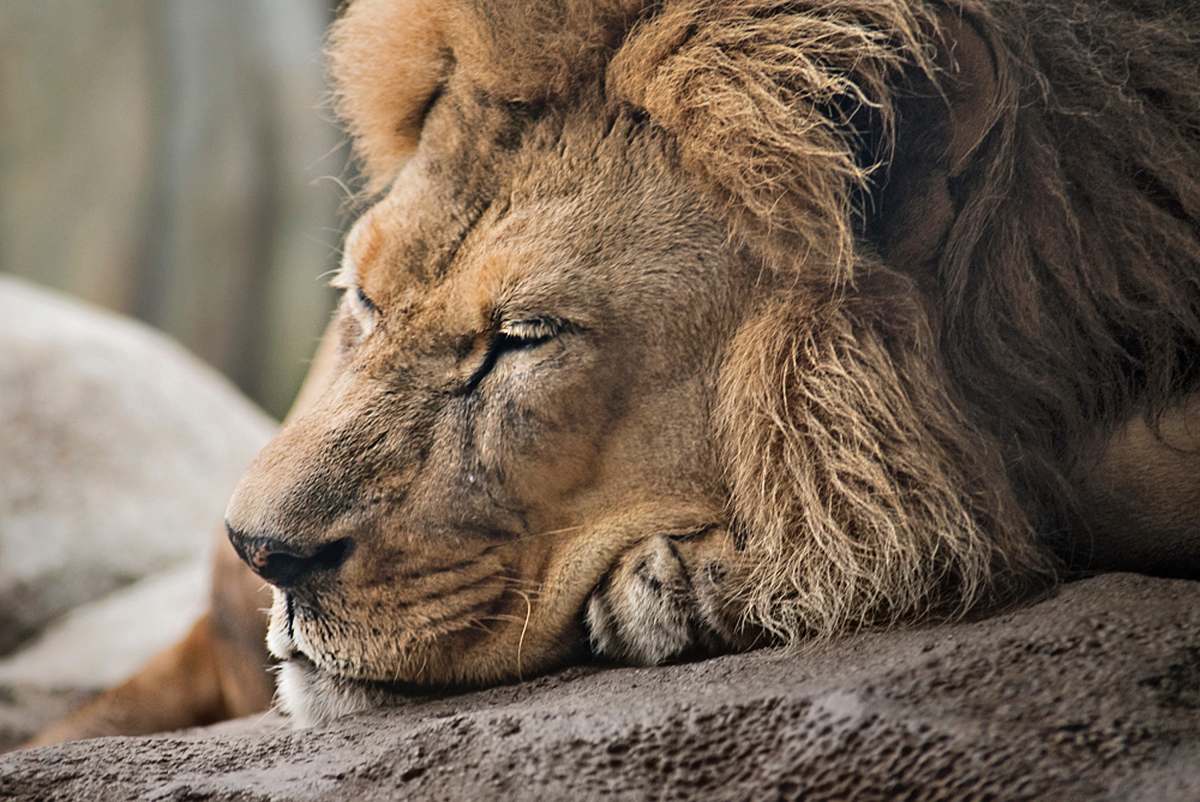 mammal closeup photography of brown lion lion