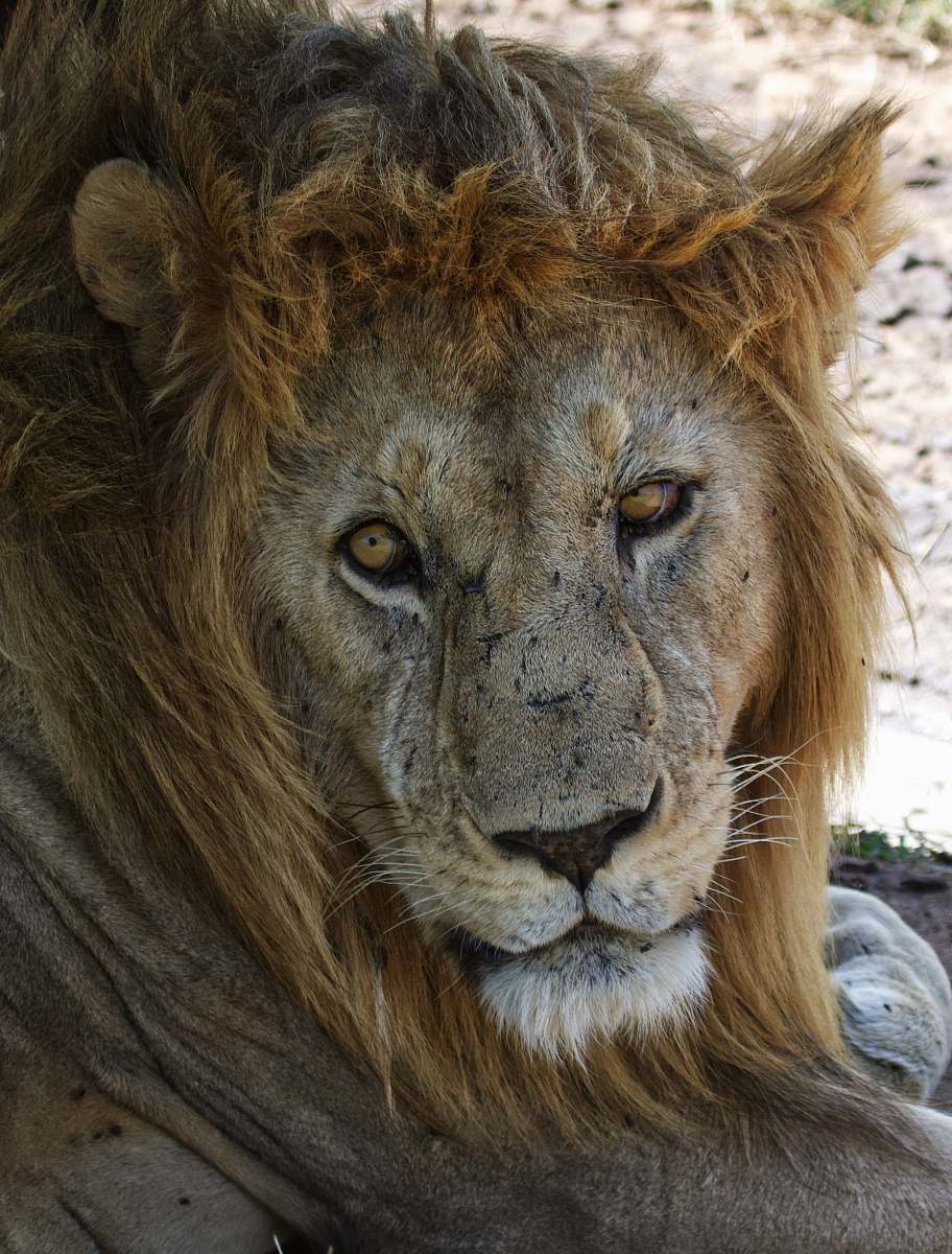 lion closeup photography of lion face wildlife