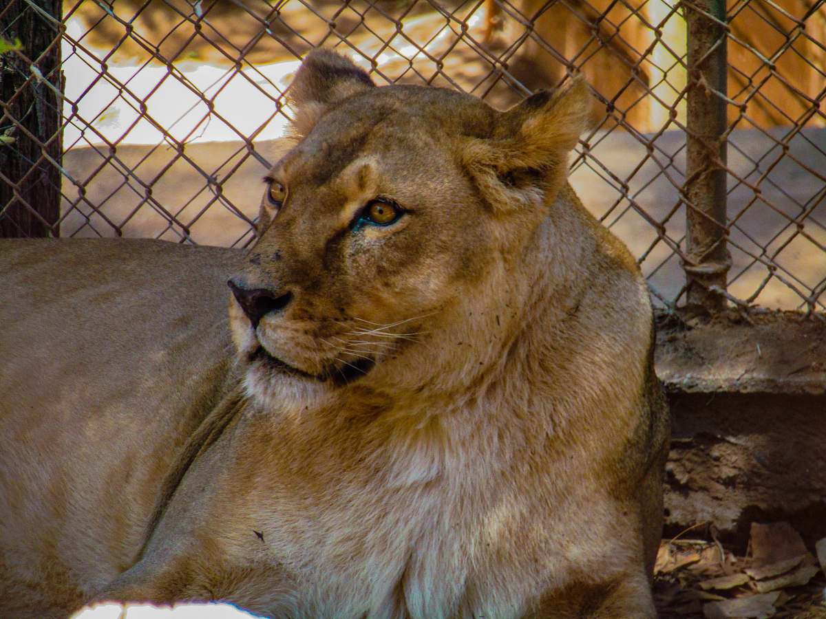 mammal female adult lion lion