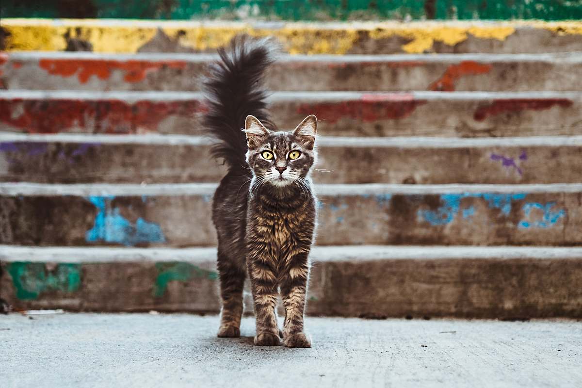 cat gray and brown cat near stairs pet