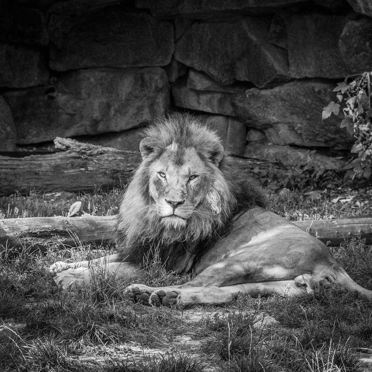 mammal grayscale photo of lion black-and-white
