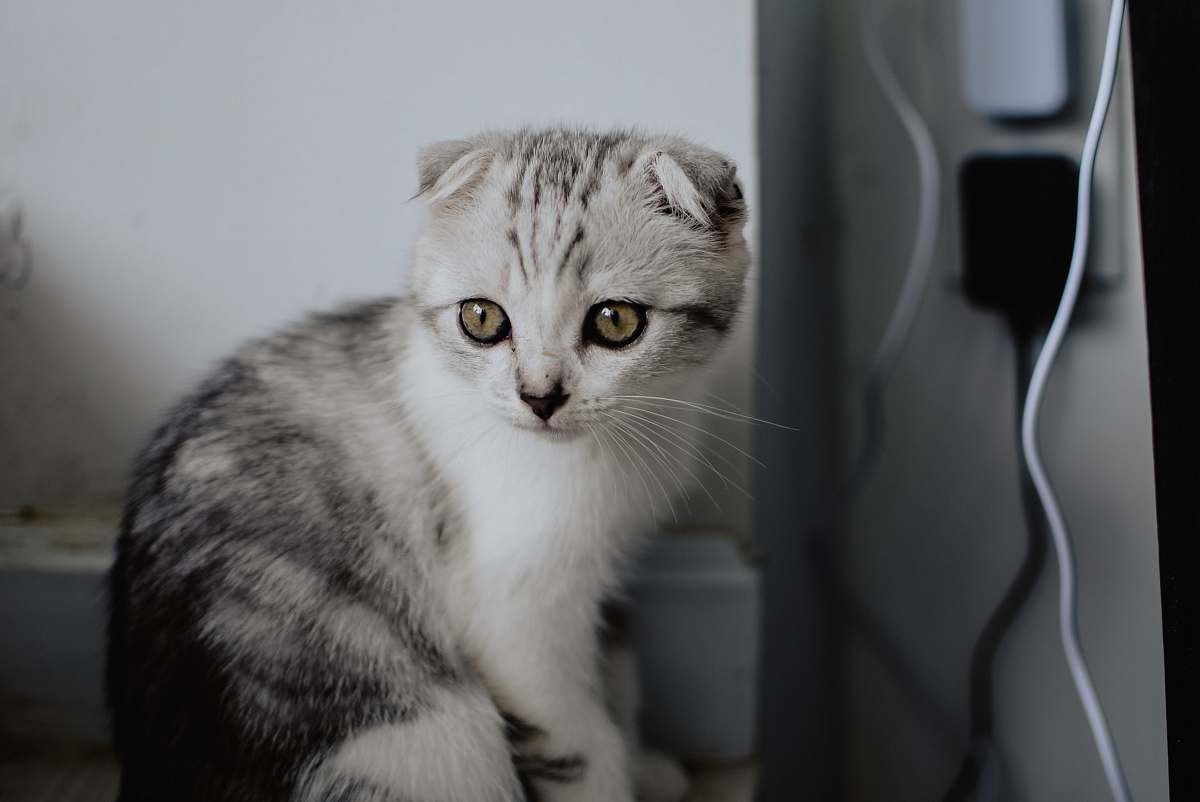 cat grey and white kitten mammal